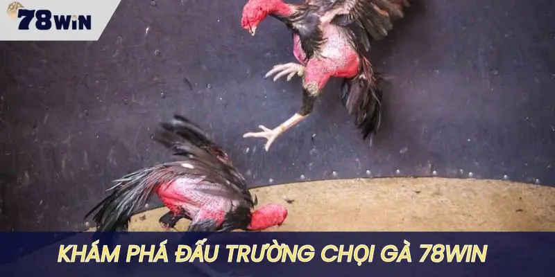 Khám phá đấu trường chọi gà 78WIN ăn khách số 1