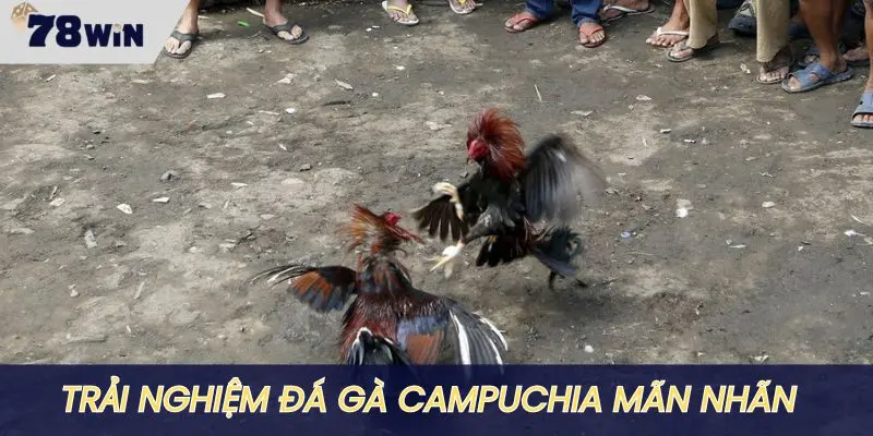 Trải nghiệm sân chơi Đá gà Campuchia cực mãn nhãn